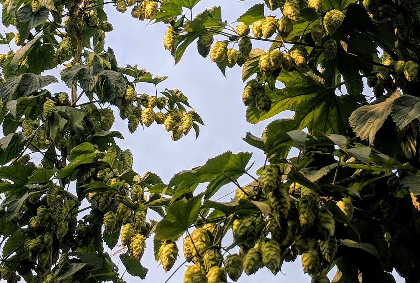 Centennial Hops Crosby Hop Farm Havest 2018