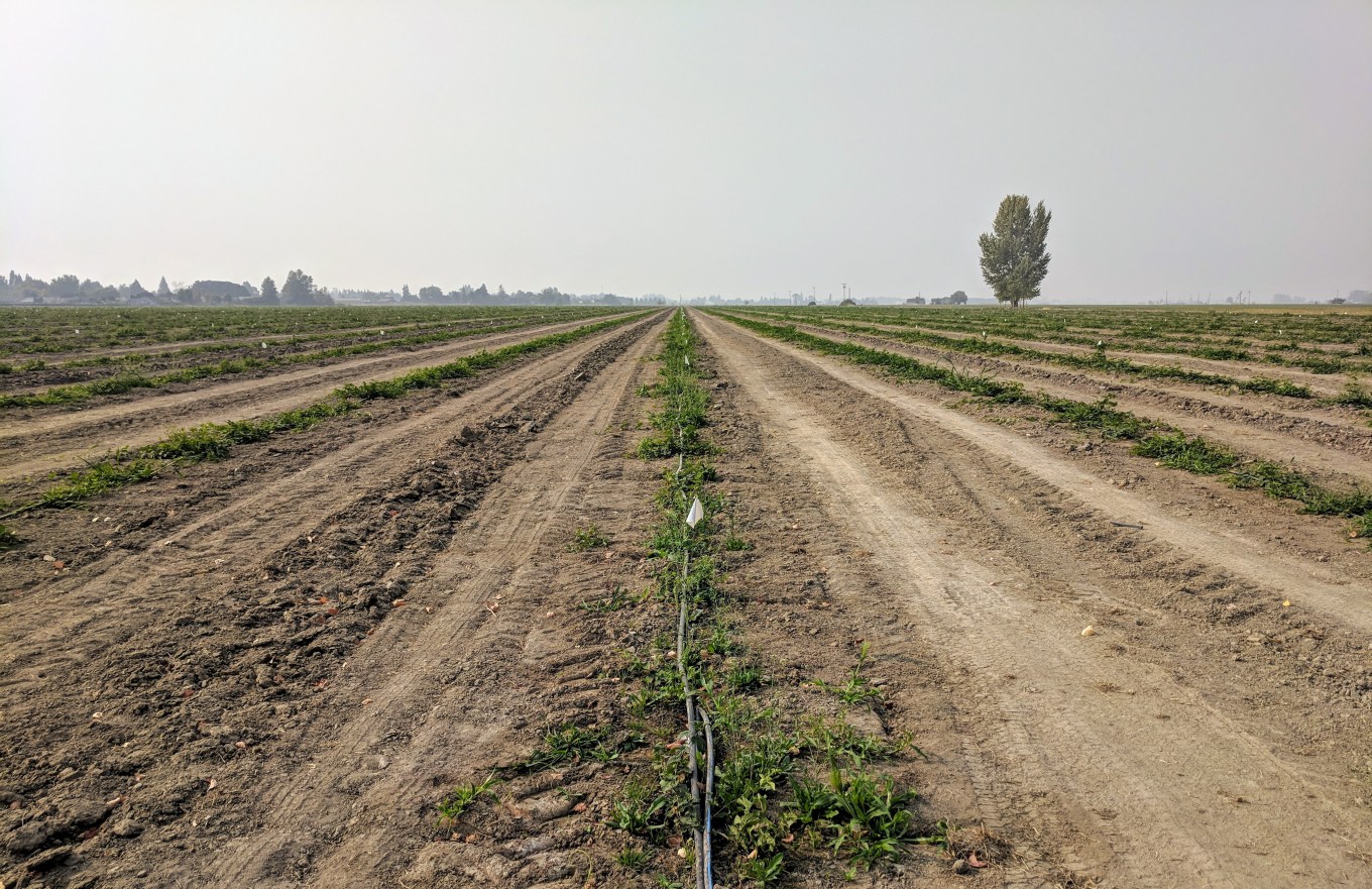 Crosby Hop Farm Amarillo Strata Hops Harvest