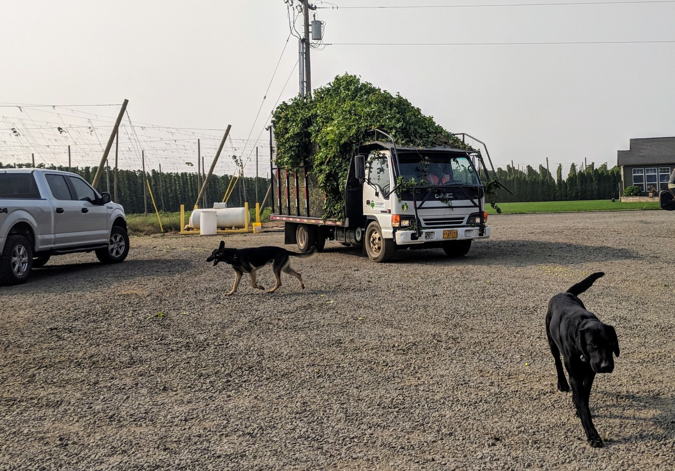 Crosby Hop Farm Centennial Hop Harvest Dogs