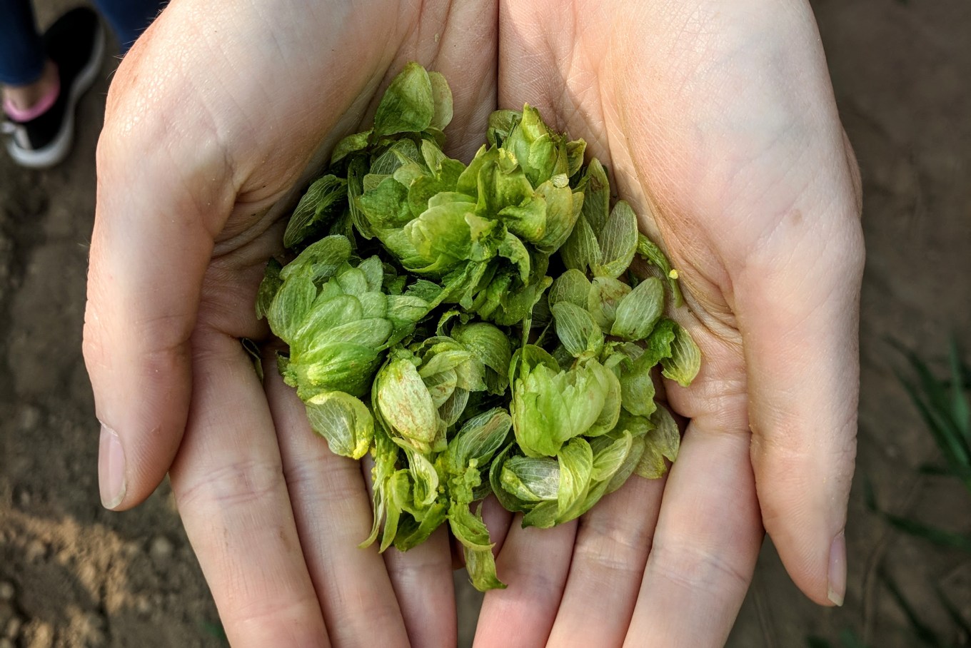 Crosby Hop Farm Centennial Hop Harvest Loose