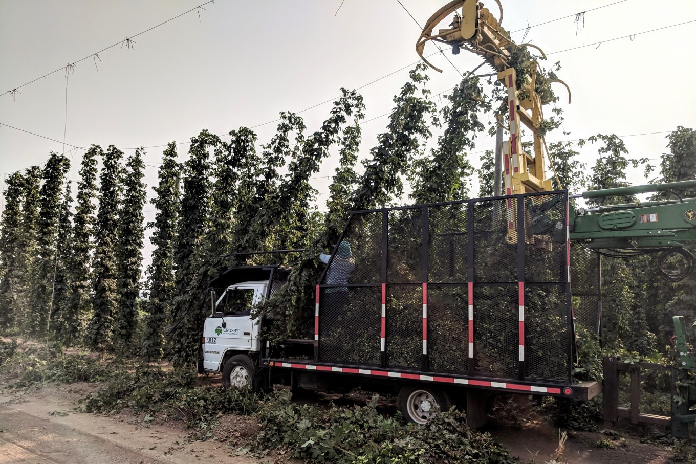 Crosby Hop Farm Centennial Hop Harvest Top Cutting Still