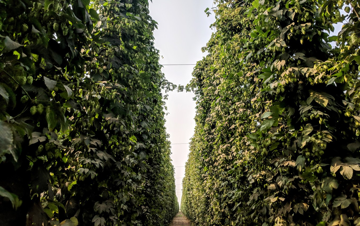 Crosby Hop Farm Centennial Hop Harvest Uncut Row 2