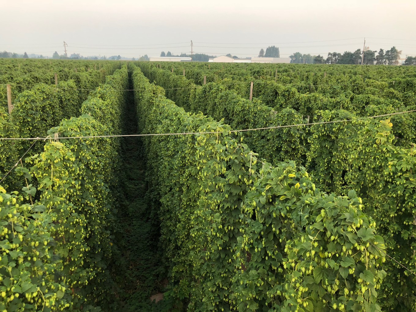Crosby Hop Farm Harvest 2018 Overhead