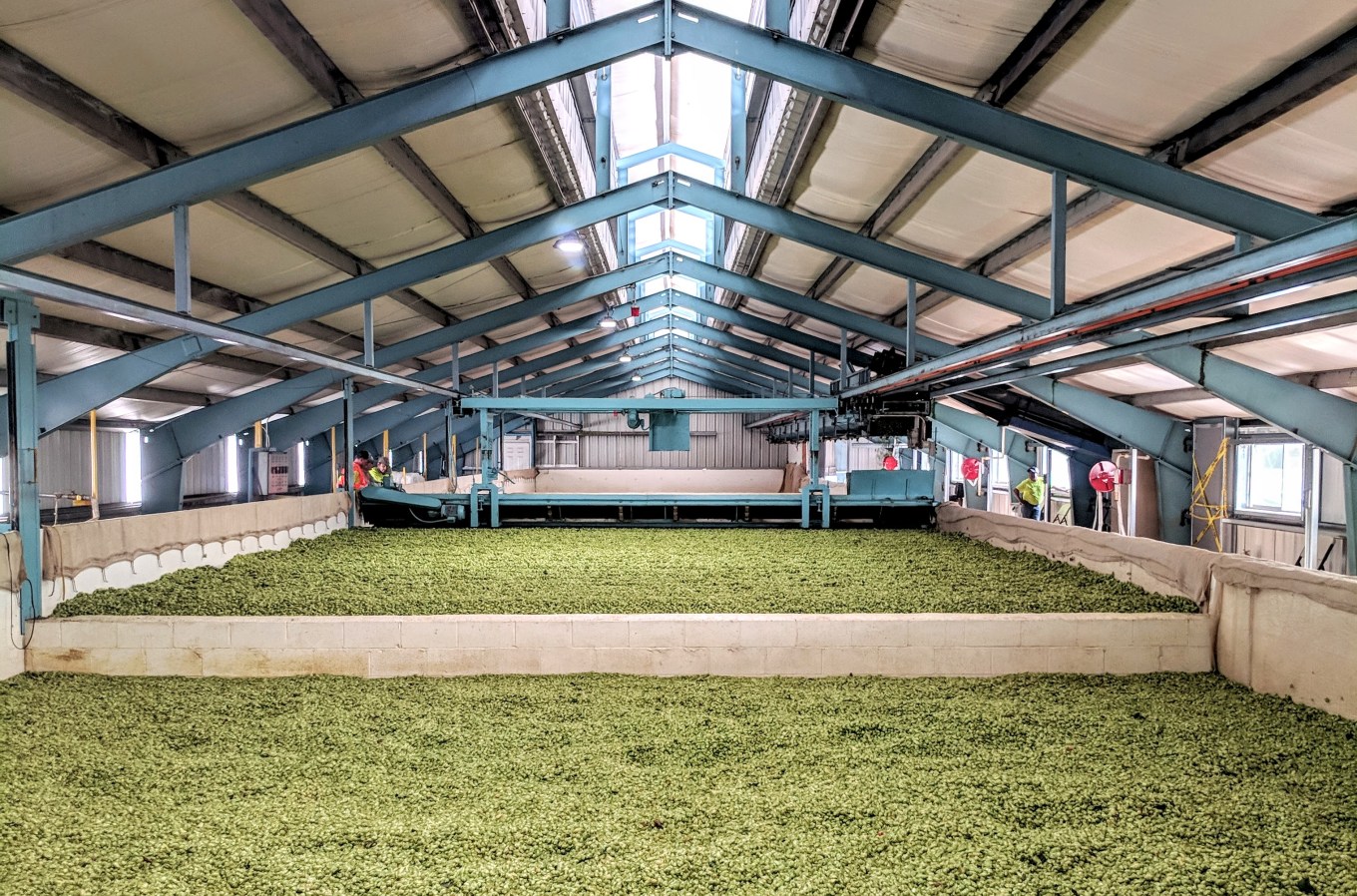 Crosby Hop Farm Drying Beds Hops