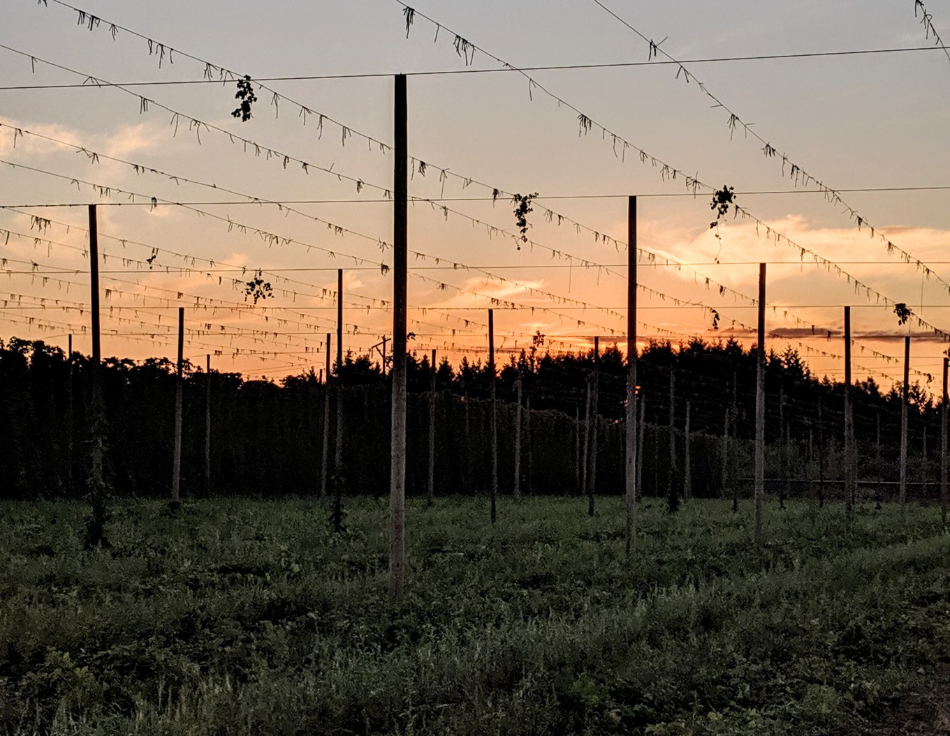 Crosby Hop Farm Harvest Sunset Fresh Hops