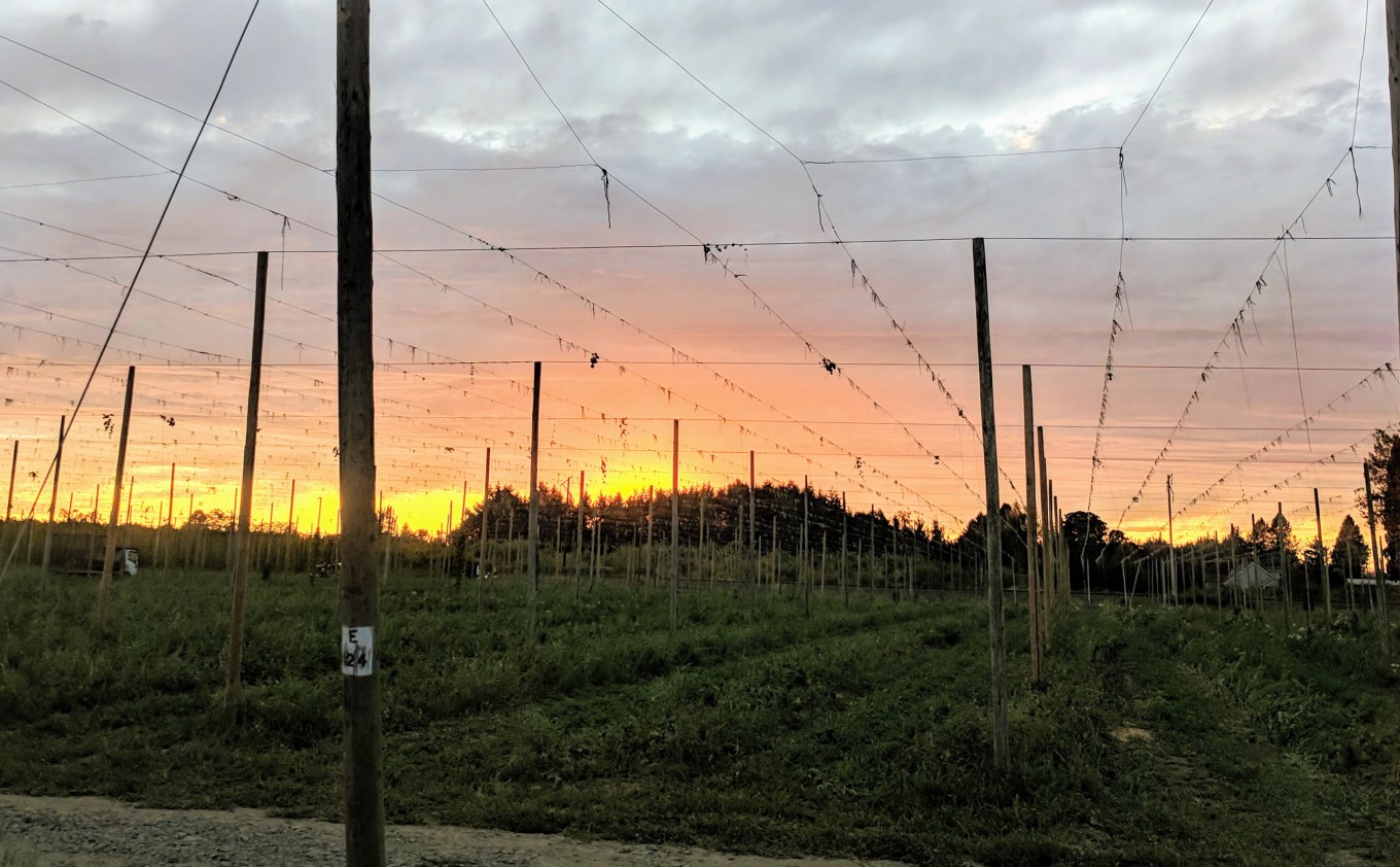 Crosby Hop Farm Sunset Hop Harvest 2018